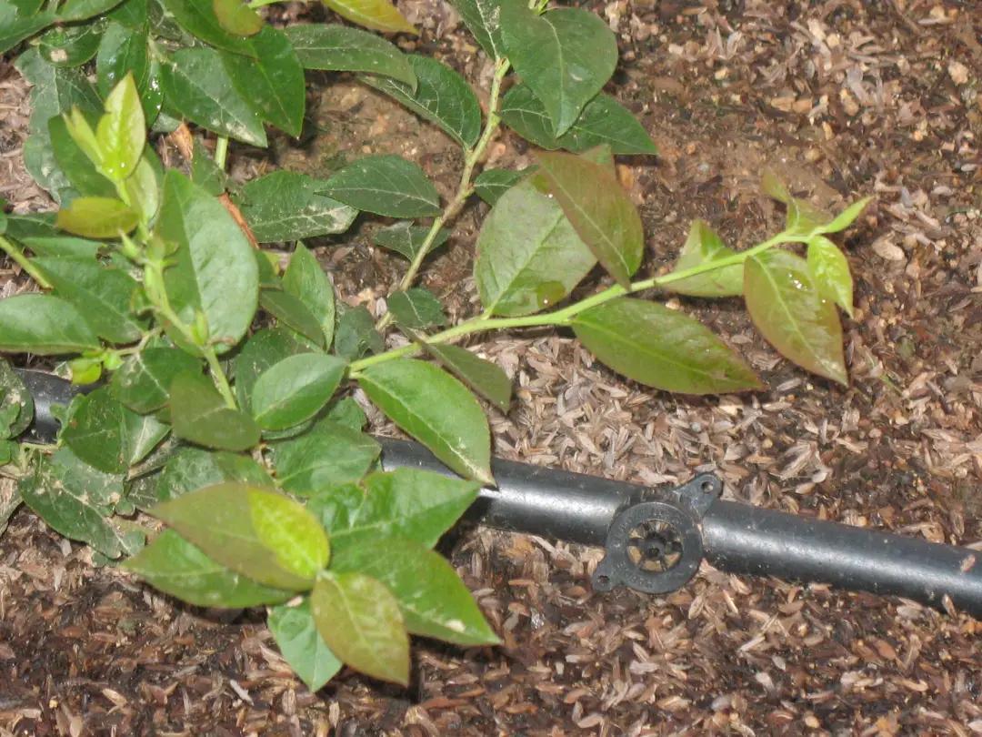 蓝莓叶黄化怎么治,蓝莓黄化发红怎么办