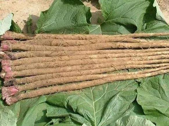 相貌平平却有优点的植物,长相丑但是有营养的植物