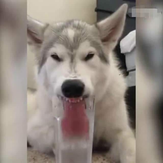 狗不能喂太饱人不能对它太好句子,狗不能喂太饱人不能对它太好图片