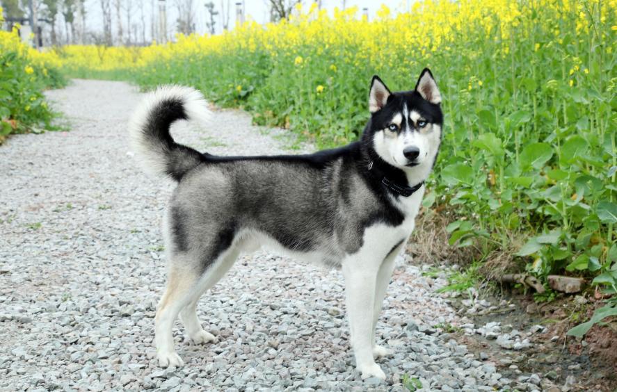 狗界无攻击性犬种哈士奇上榜,哈士奇在狗界中排名第几