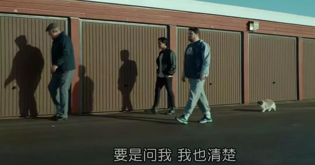 你知道猫咪的一天是如何度过的吗,主人不在家猫咪为什么一直在睡觉