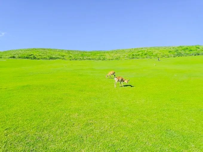 日本攻略你不会注意到的细节,日本攻略指南
