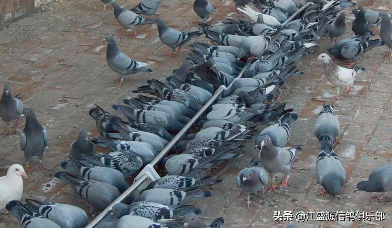 赛鸽应激反应怎么预防,赛鸽中毒怎么办