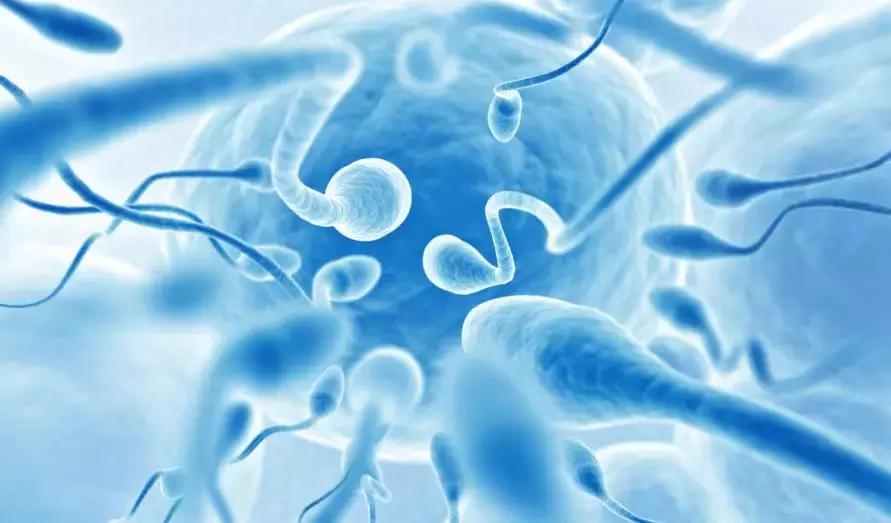 精子隔多久才是最好的,精子排出后几小时质量最佳