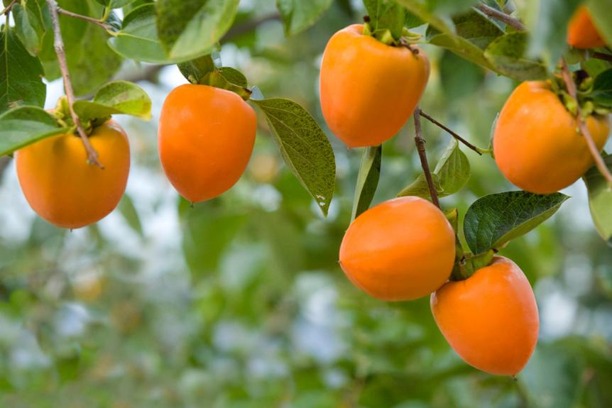 描写柿子的七绝古诗词,描写柿子的优美古诗词名句