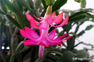 蟹爪兰仙人指的养殖方法,蟹爪兰花卉怎样养护