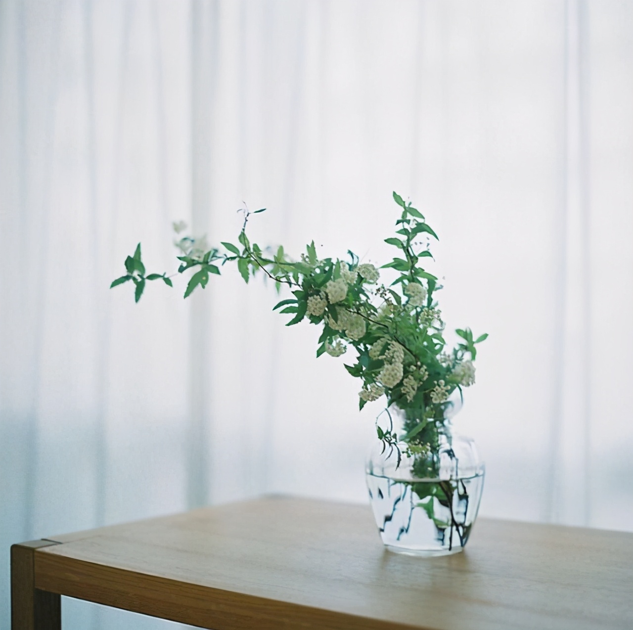 植库‖浪漫清新的小手球,为你带来氧气小森林