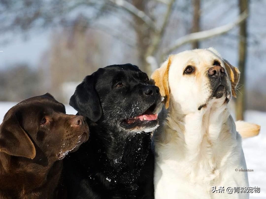 宠狗注意事项,宠兽小知识大全