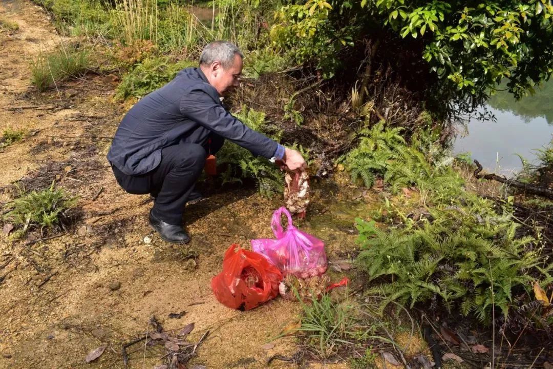 野生树蛙吃了犯法吗,吃树蛙判几年