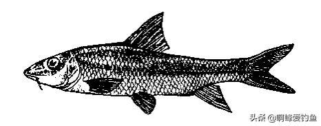 重唇鱼，重口鱼，除了是鱼，可以吃，还有它的食补功效你了解吗？