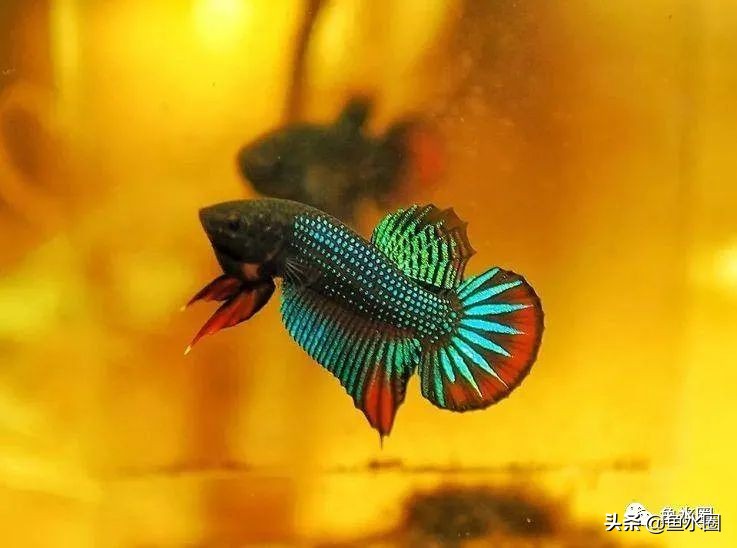泰国斗鱼和中国斗鱼的杂交品种,中国斗鱼与泰国斗鱼哪个更厉害