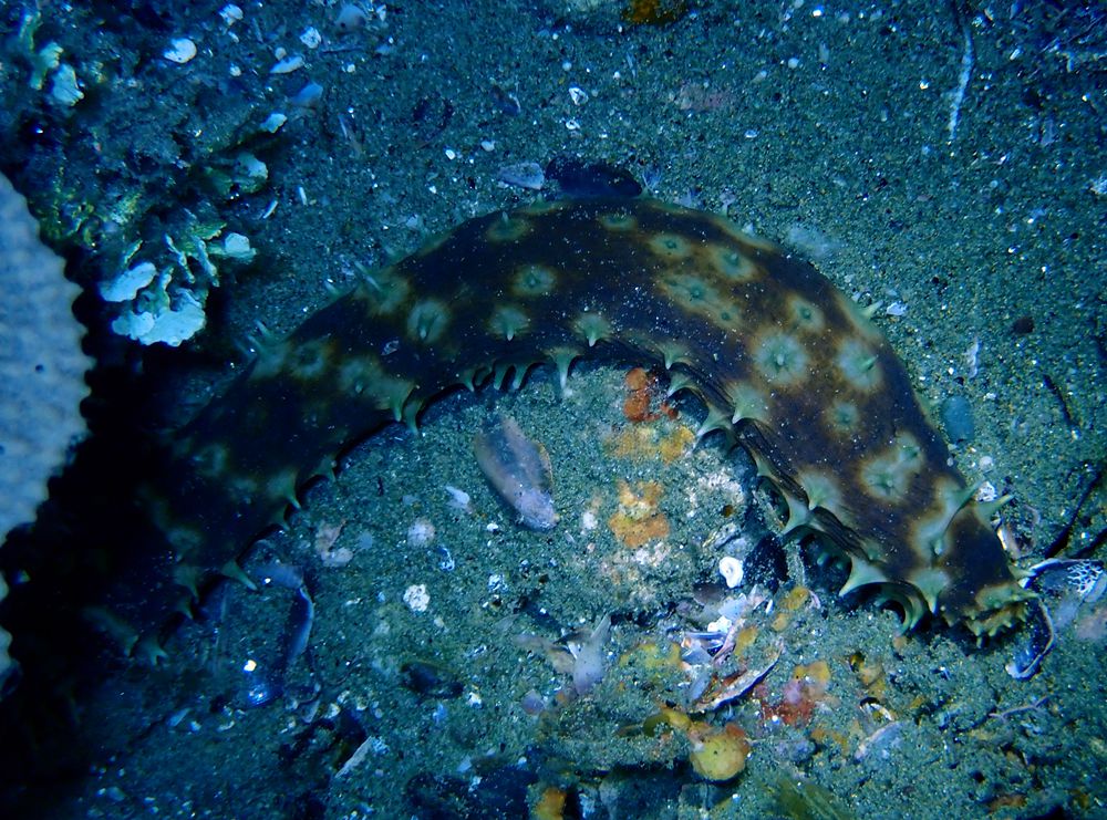 水摄之海参(4):黄疣海参(安汶)