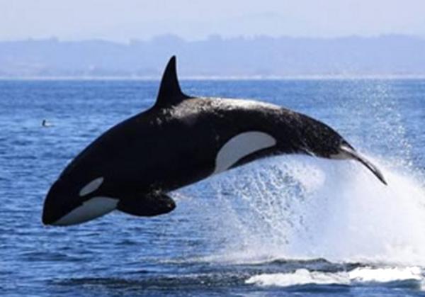 史上五大恐怖深海生物,海洋十大恐怖鱼