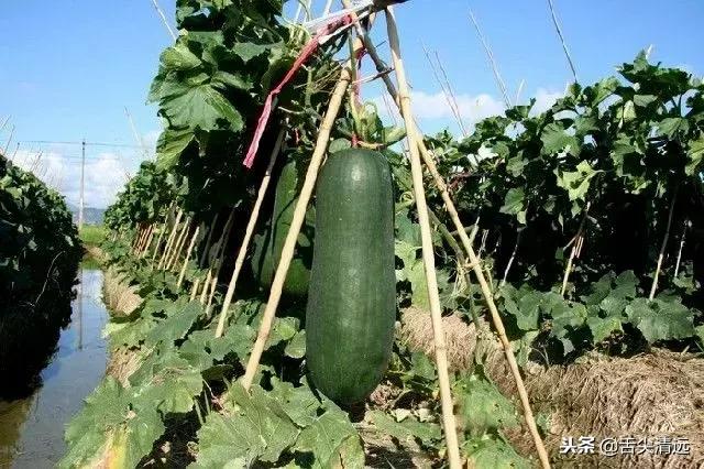 冬瓜盅火锅什么时候吃比较合适,吃冬瓜盅火锅怎么样才能让它吸住