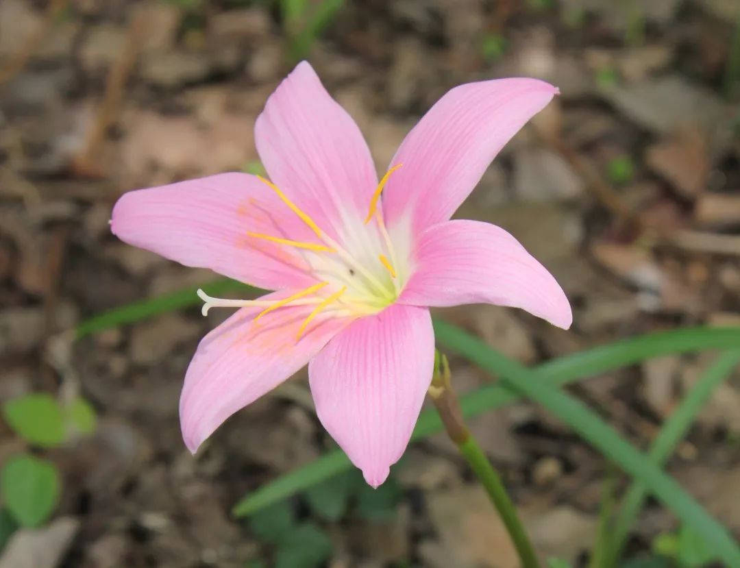 石蒜属常见观赏植物有哪些品种,石蒜科花朵的特点
