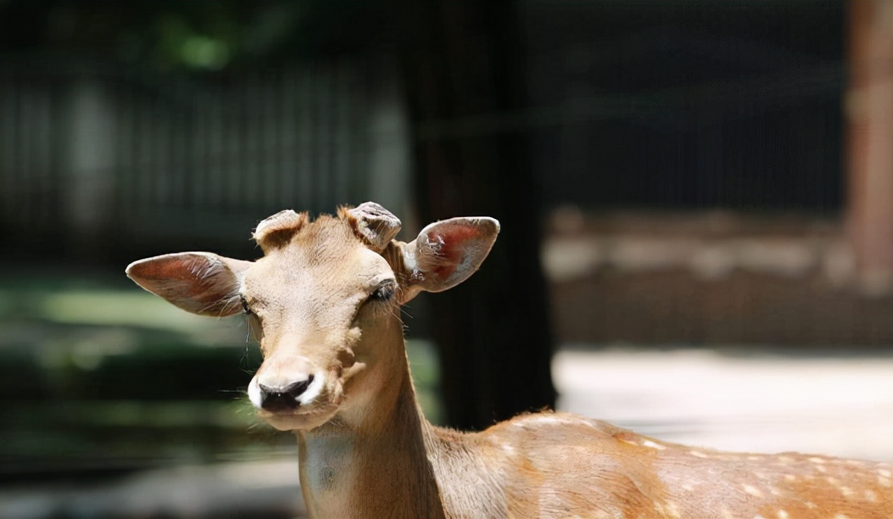 鹿角自然脱落是鹿茸吗,鹿角会自然脱落为什么还要割鹿角