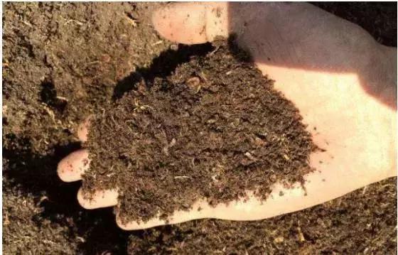 茶花酸性土壤自制小妙招,茶花太阳花茉莉栀子花的简单养法