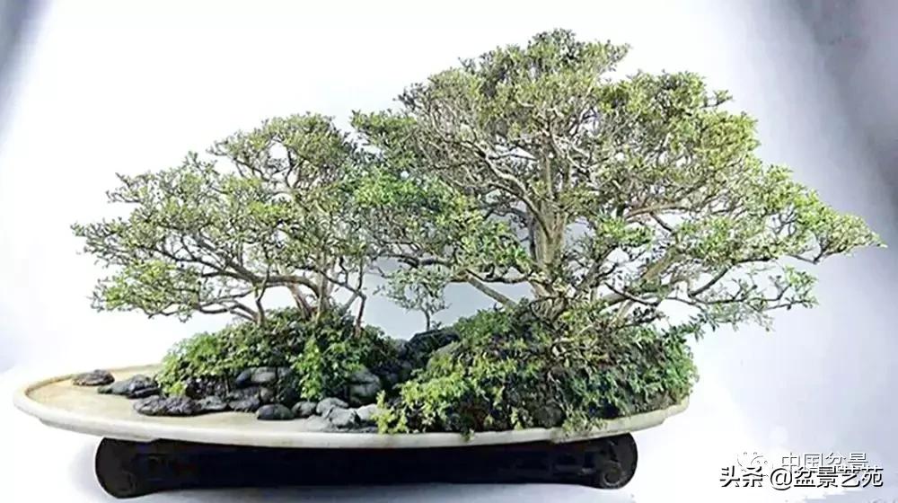 玩盆景必备栽种知识,观赏盆景的意境