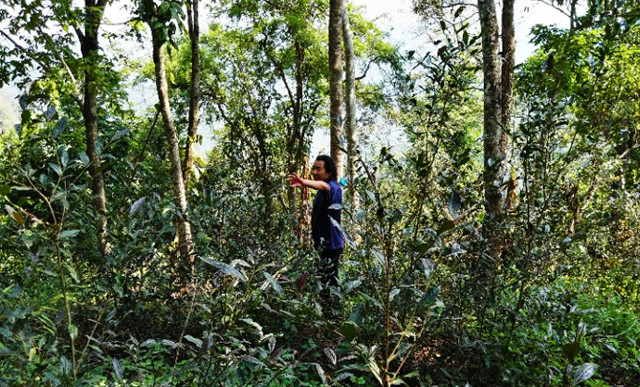 深入深山研究十余年，他终于喝到了明清皇室贡茶，味道是这样
