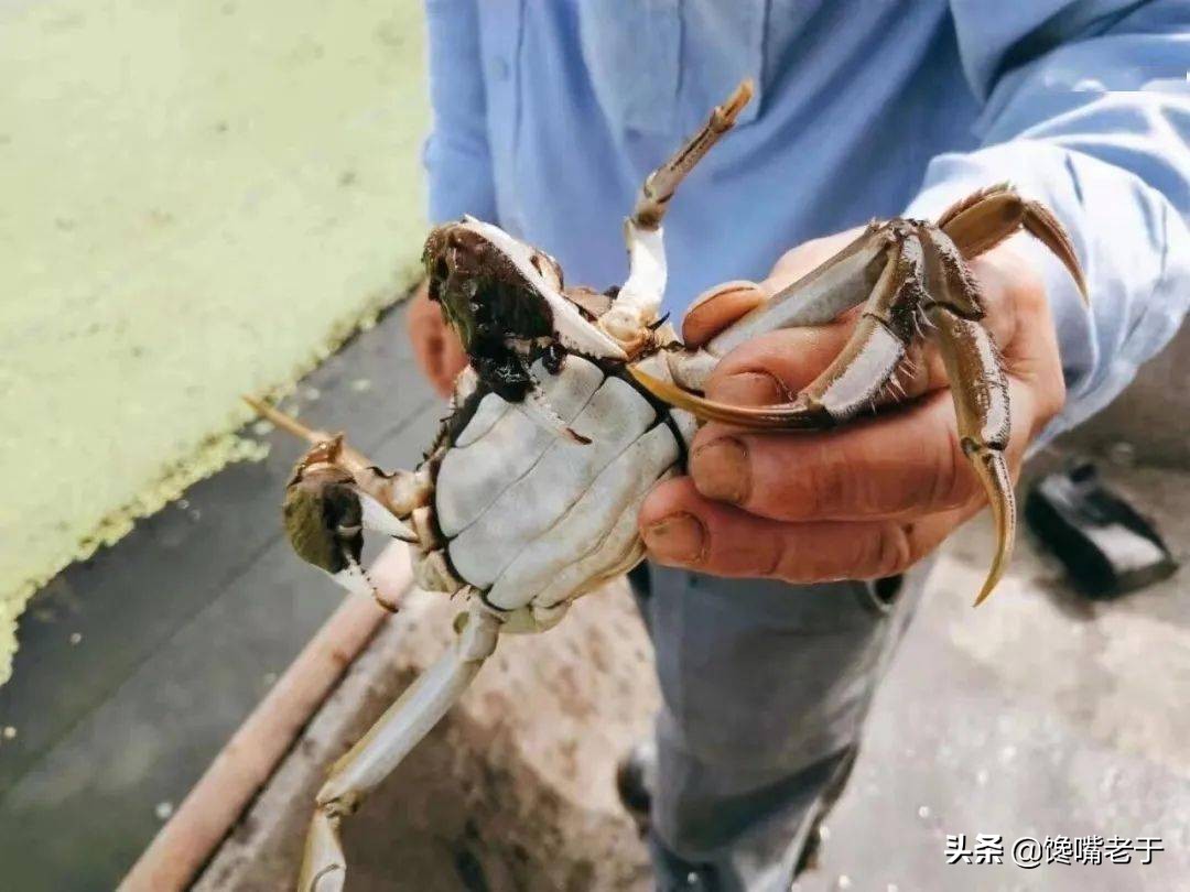 螃蟹为什么要捆着,螃蟹为什么要藏起来