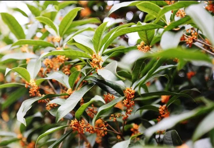 秋意渐浓桂花香气四溢,桂花已开秋意渐浓去哪儿赏桂