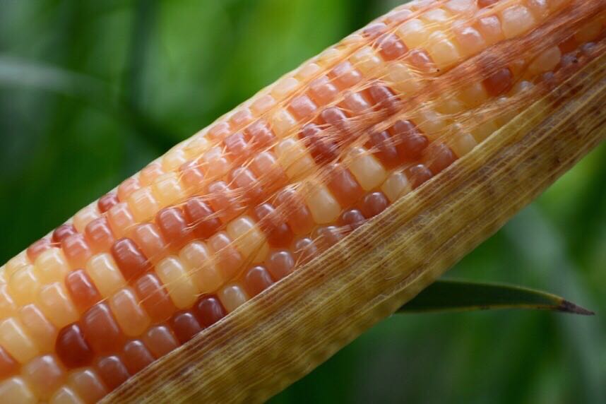 西双版纳香糯小玉米非转基因,云南西双版纳香糯小玉米