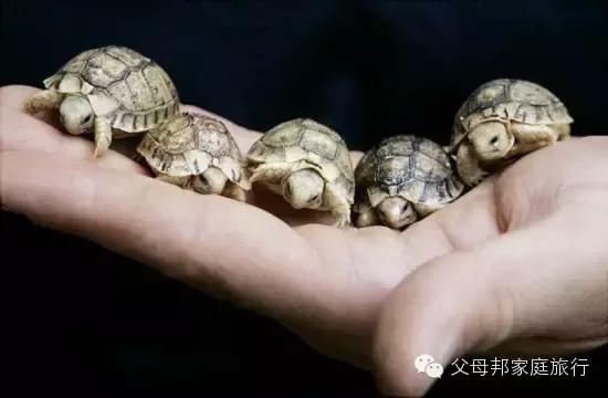 十大适合孩子养的宠物,家里有孩子适合养什么宠物