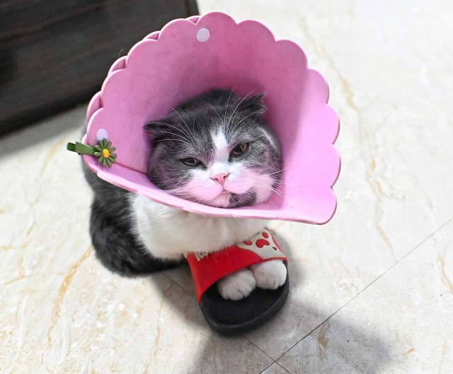 铲屎官进阶篇：猫咪常见病症及治疗方法，不再无从下手