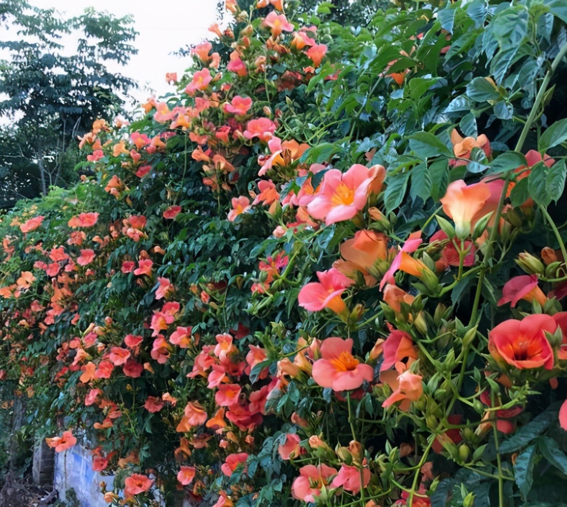 6种超有气质且唯美的爬藤花,3种极品爬藤花30天爬满庭院农村