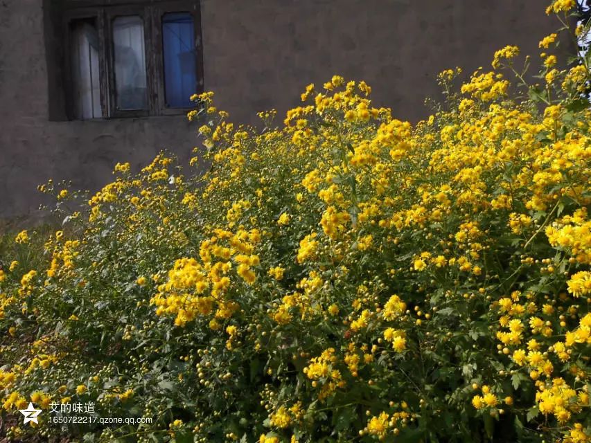 草木人间*我说的小*菊黄**，是好吃的菊花脑