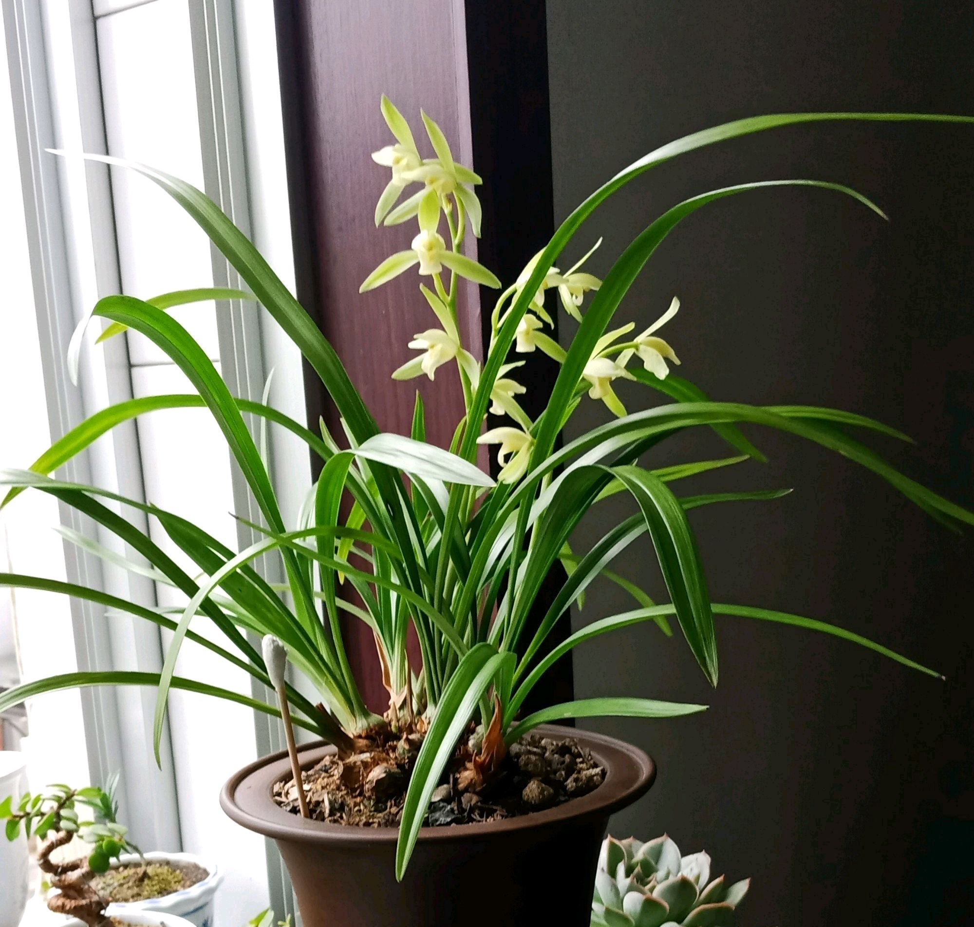 盆栽四季常开且有香味的花,家养盆栽香气浓郁的花