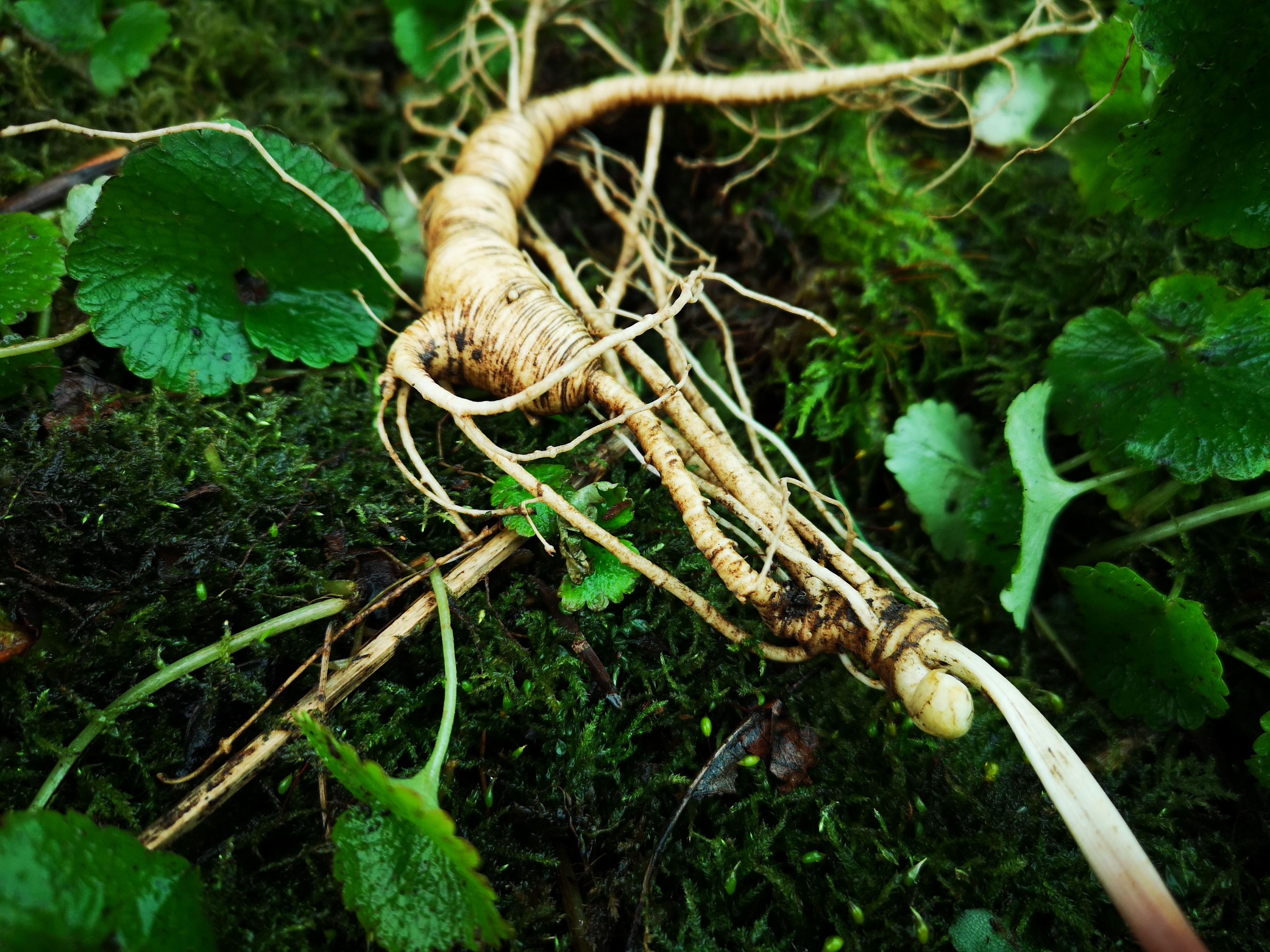人参怎么吃好吃,人参要怎么吃才是最好的