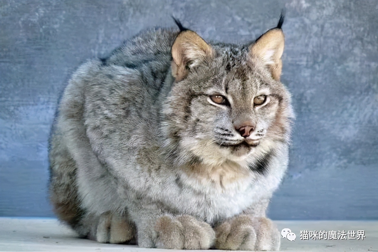 猫咪品种大盘点,猫咪品种大全100种