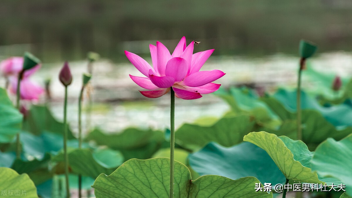 畏寒怕冷，脉象沉紧，体内寒邪过重，中医如何调理？