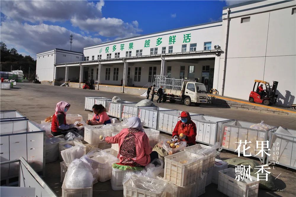 一箱鲜橙多利润,一箱水果利润多少