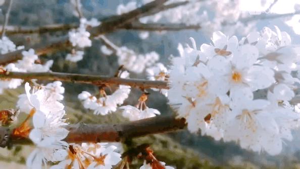 成都市恩桃儿,恩桃成都