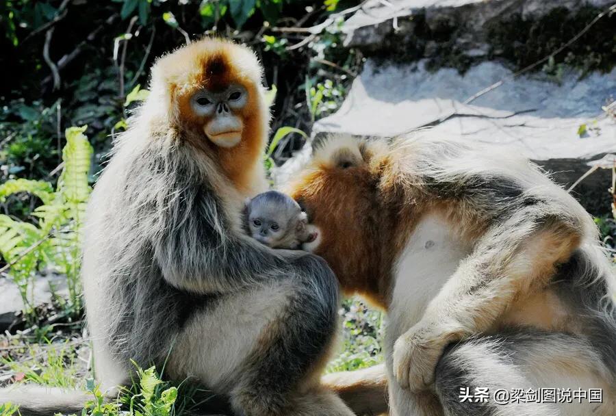 禁止野生动物保护环境人人有责,保护生态环境禁止野生动物上餐桌