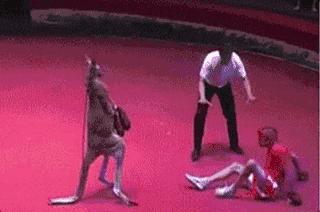 袋鼠和人打架视频,袋鼠为什么喜欢和狗狗打架