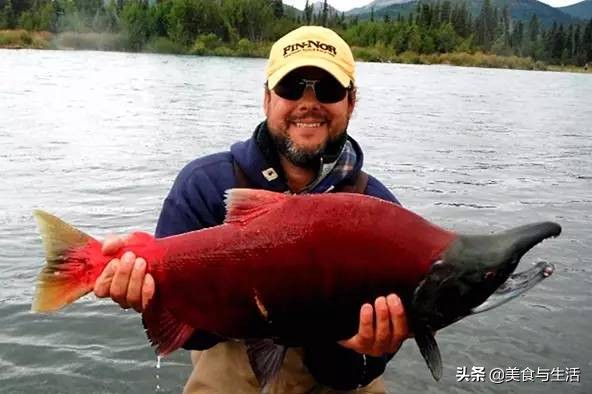 日料三文鱼是虹鳟鱼吗,国内日料店的三文鱼是虹鳟吗