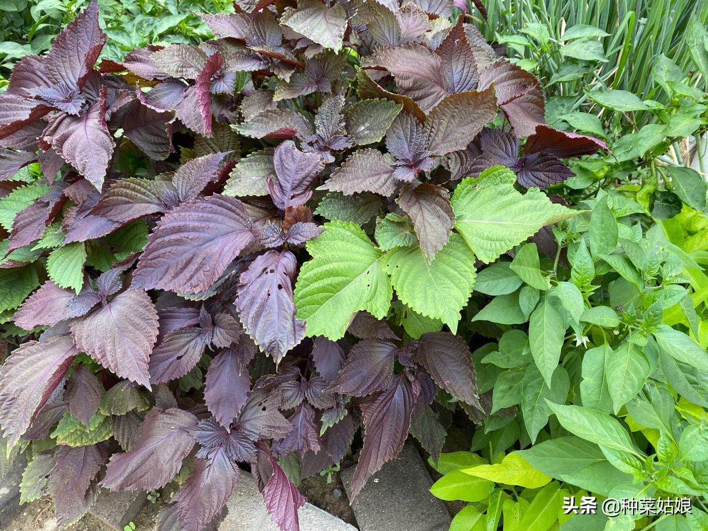 雨季种植大棚蔬菜要点,雨季种的蔬菜老是死怎么办