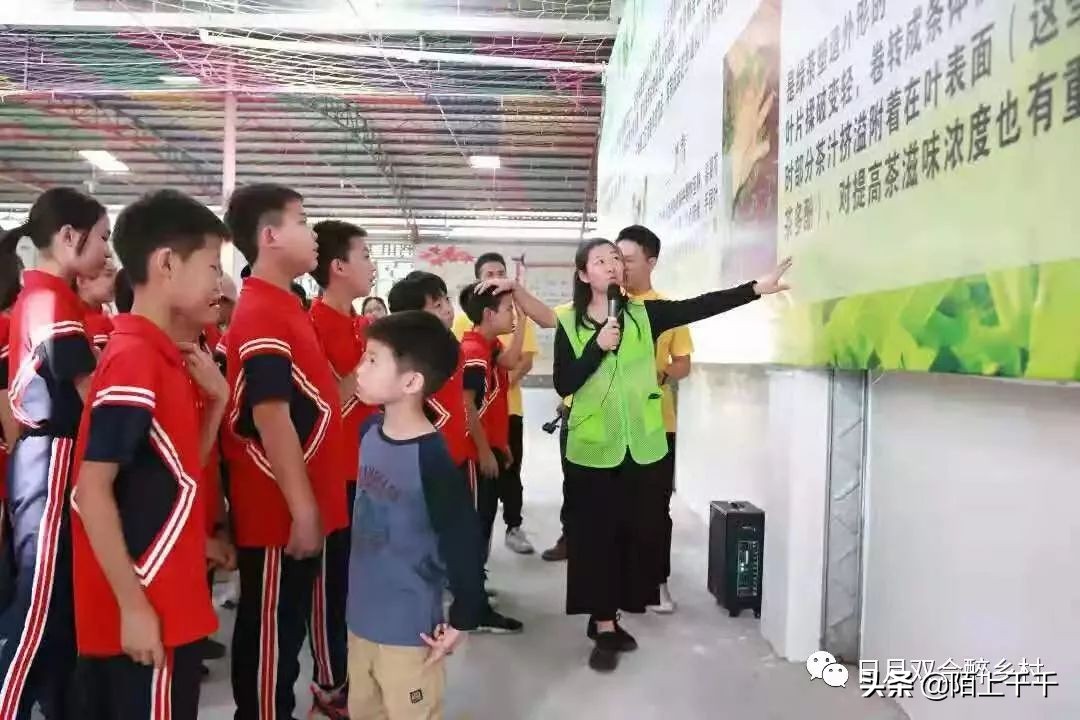 鹤山双好茶韵农耕研学基地值不值,江门茶文化研学基地