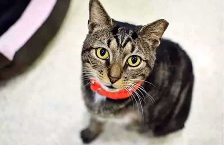 流浪猫耳朵上被剪，网友误以为猫咪被伤害，却发现是为了保护