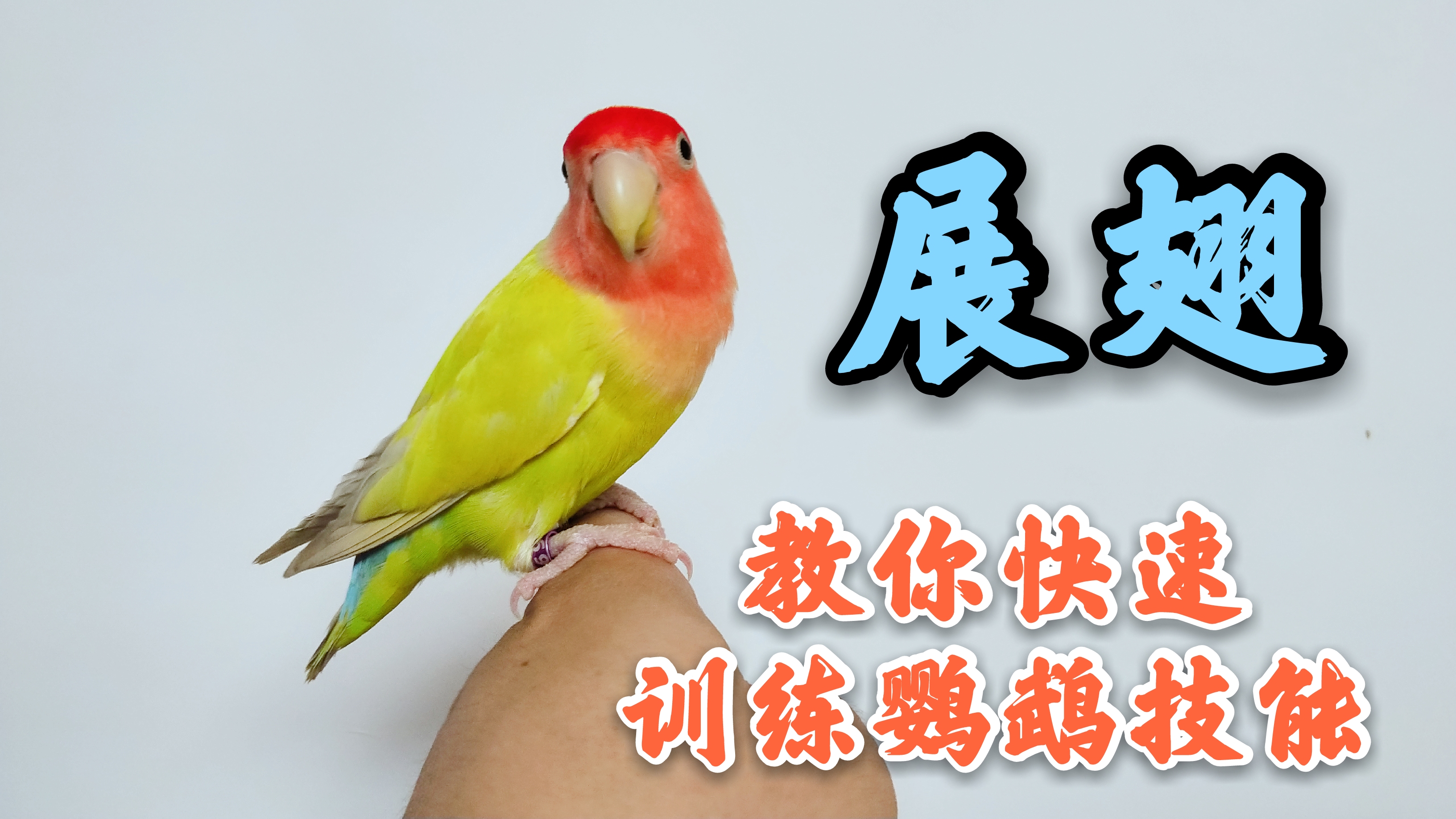 训练鹦鹉亲人,训练鹦鹉需要用哪些工具