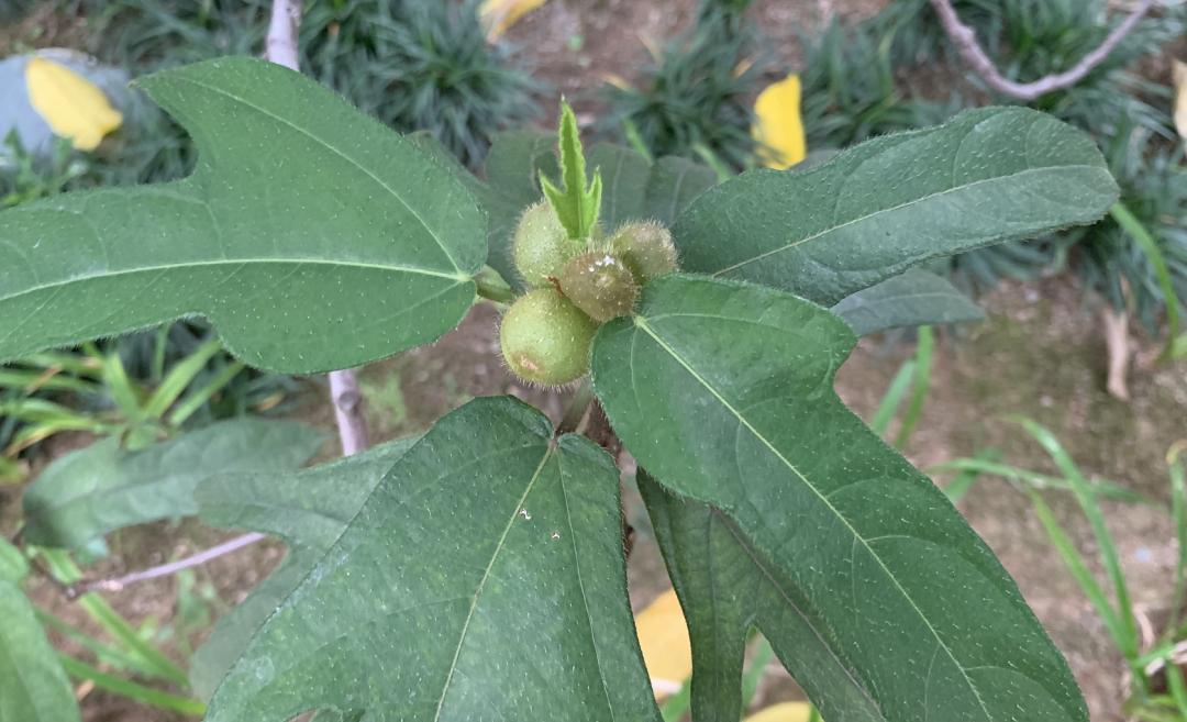 揭秘|这家中医院的“后花园”竟长着30多种野生中草药!