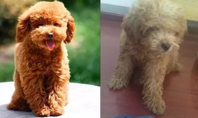 泰迪的饲养方法及注意事项,泰迪饲养的6个小方法