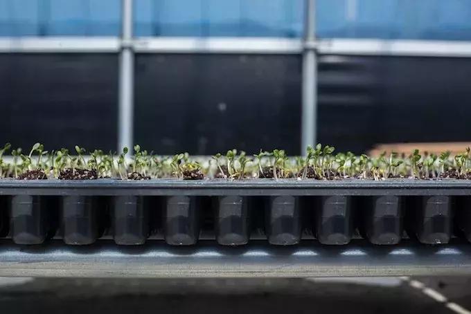 匡威1970s配色最好看的,什么颜色的匡威1970s好看