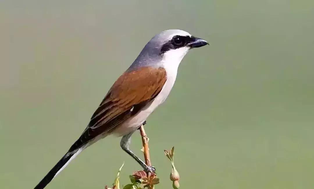 伯劳鸟饲养,没睁眼的伯劳怎样饲养