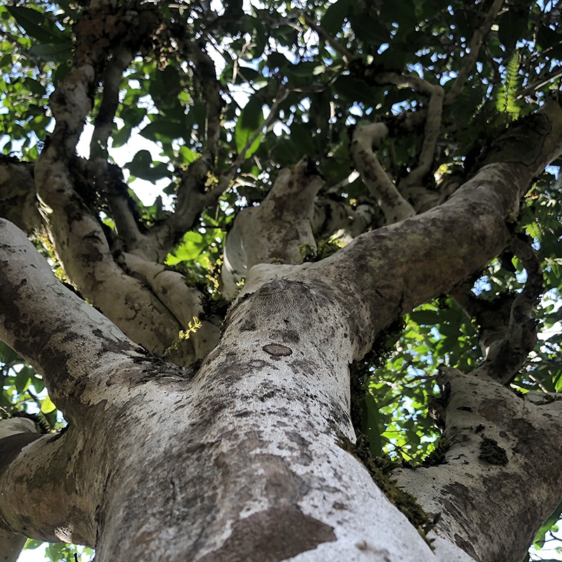 品饮普洱茶技巧,普洱茶锁喉咽喉不舒服怎么办