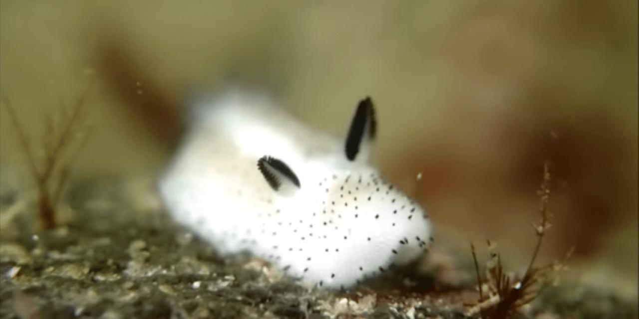 海精灵动物,海精灵是动物吗