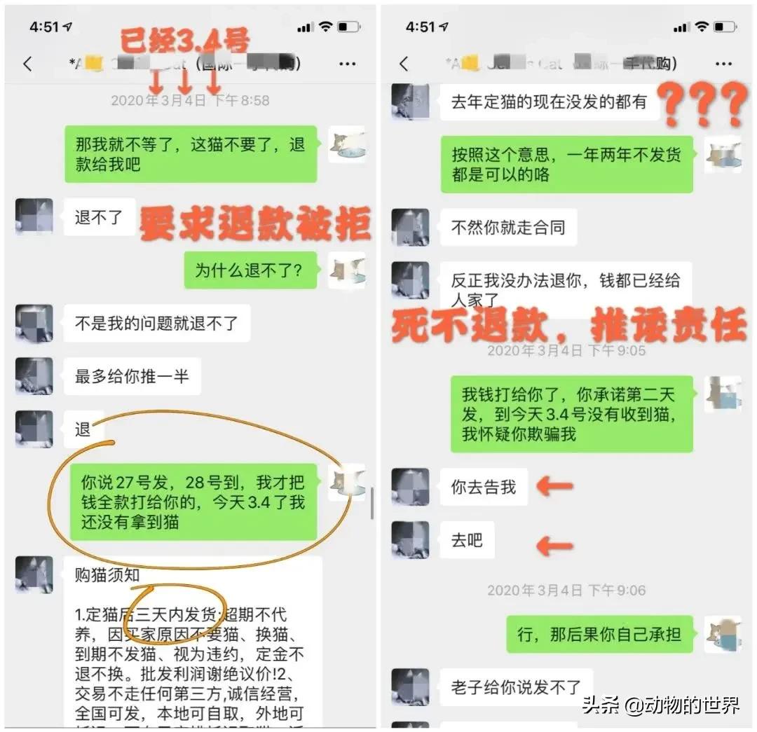 在网上买400多的缅因可以吗,一万多买的缅因猫死了